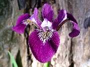 Versicolor Wild Wine